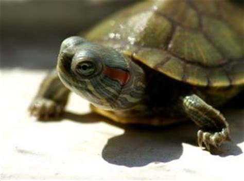 These types of turtles are very easy to mud turtles are generally omnivorous. All about turtle food