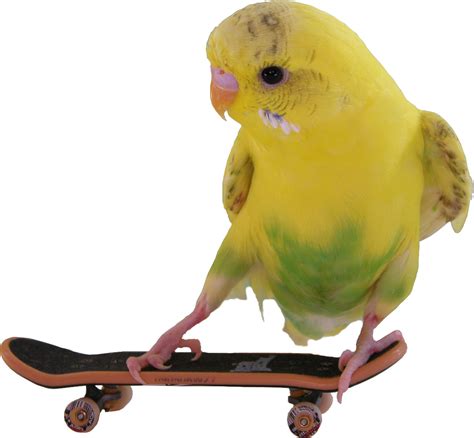 Skateboarding Budgie Budgies Skateboard Parrot
