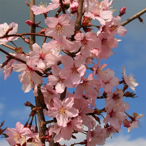 Most flowering cherry trees grow upright, with a. Prunus Spire - Flowering Cherry Tree | Mail Order Trees
