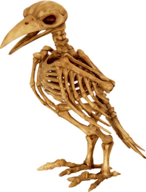 Tube Halloween Squelette Doiseau Png Bird Skeleton