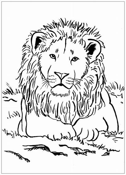 Lion Coloring Pages Simple Children Animals