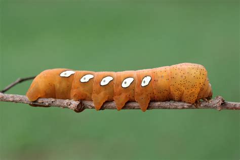 Pandora Sphinx Moth Identification Life Cycle Facts Pictures