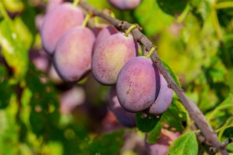12 Best Container Fruit Trees From The Everyday To The Exotic Garden