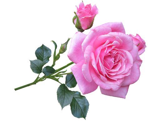 Pink Flowers Png Picture Roses Pink Png Free Transparent Png Download