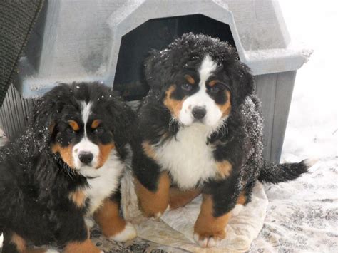 Bernese Mountain Dog Puppies For Sale Madison Wi 65149