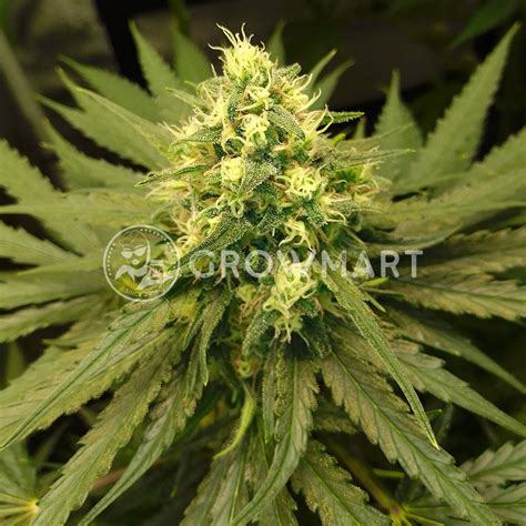 Buddha Seeds Buddha Kraken Feminizovaná Semínka Konopí Growmartcz