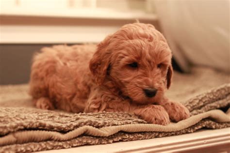 Red Goldendoodle Puppy At 7 Weeks Old Just A Little Peanut From