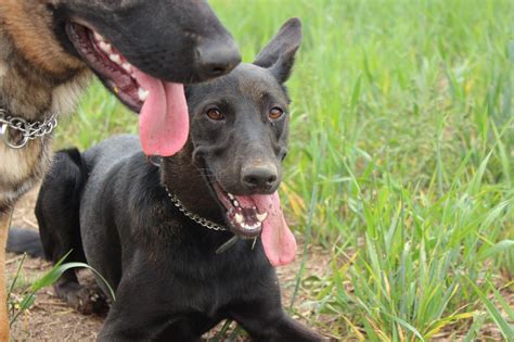 Hunde kaufen & verkaufen auf rottweiler jung zu verkaufen 18 monate alters rottweiler, mit ahnentafel, verträglich mit anderen hunden Blake (Border Collie, Dobermann, Malinois) | Mischling - Mix