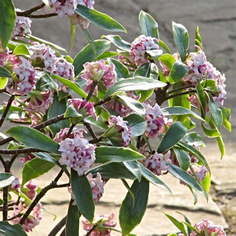 Variegated Winter Daphne Daphne Odora Aureomarginata Roots Plants