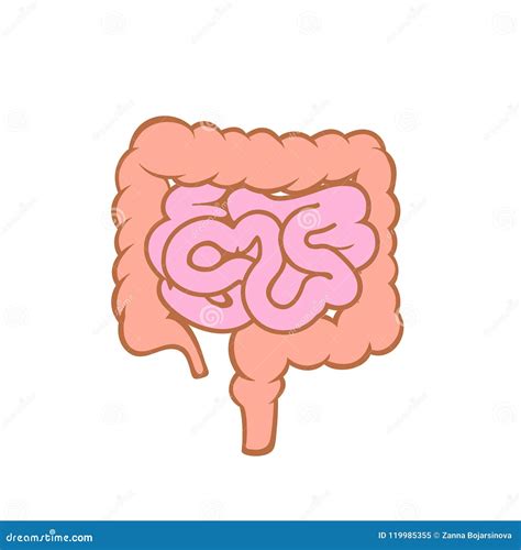 Vector Illustration Of Small And Large Intestine Stock Vector