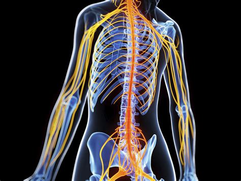 Whole Body Vibration Therapy & Multiple Sclerosis (MS)