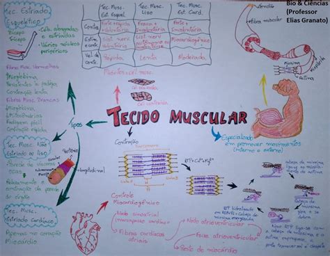 El Sistema Muscular Mindmeister Mapa Mental