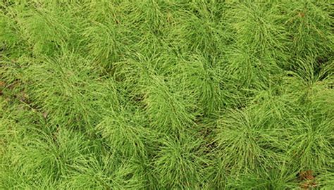 First, you must effectively kill the existing plant with a though horsetail is not the most unsightly weed of all, it still poses issues. How to Get Rid of Horsetail Weed | Garden Guides