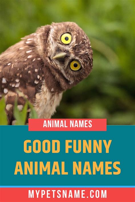 Good Funny Animal Names Cute Animal Names Funny Animal Names Animal