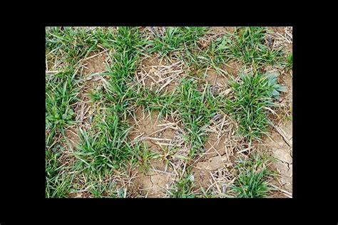 Uk To Host Tall Fescue Pasture Renovation Workshop News