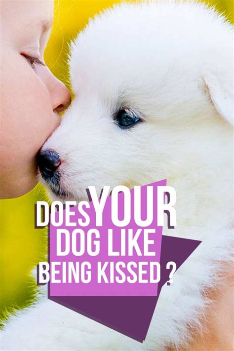 Do Dogs Like Kisses What Your Pets Behavior Might Be Telling You