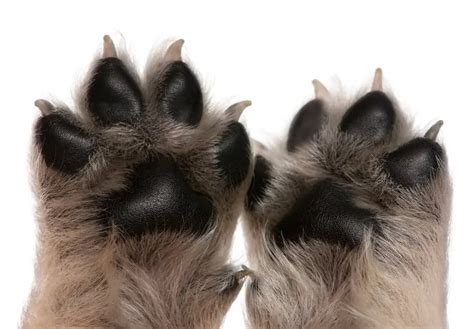 Trimming Your Dogs Paws Dog Grooming Tutorial