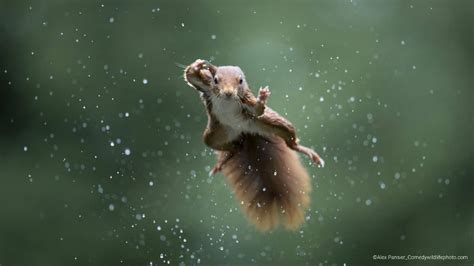 Comedy Wildlife Photography Awards 2022 A Look At Some Of Funniest