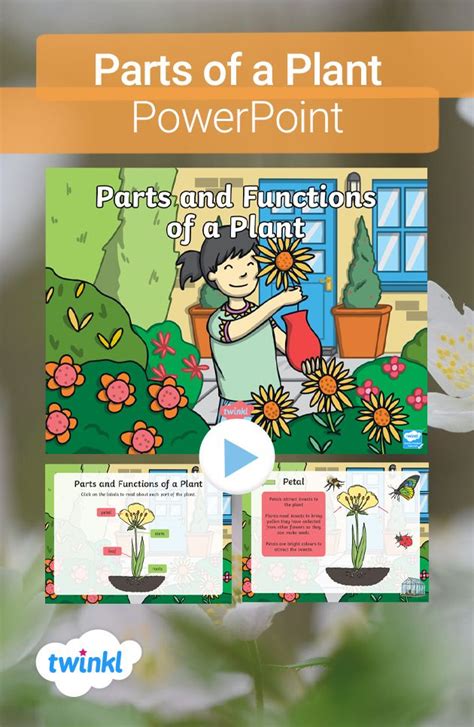 Parts Of A Plant Powerpoint Parts Of A Plant Plants Worksheets