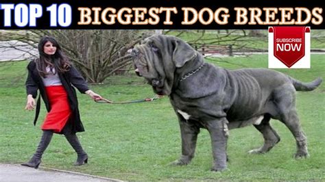Top 10 Biggest Dog Breeds In The World Pets And Animals Point Youtube