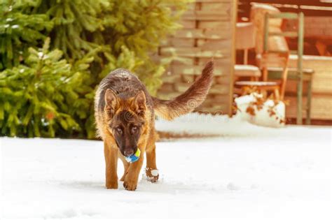 A German Shepherd Puppy Dog Playing With A Ball At Winter Stock Photo