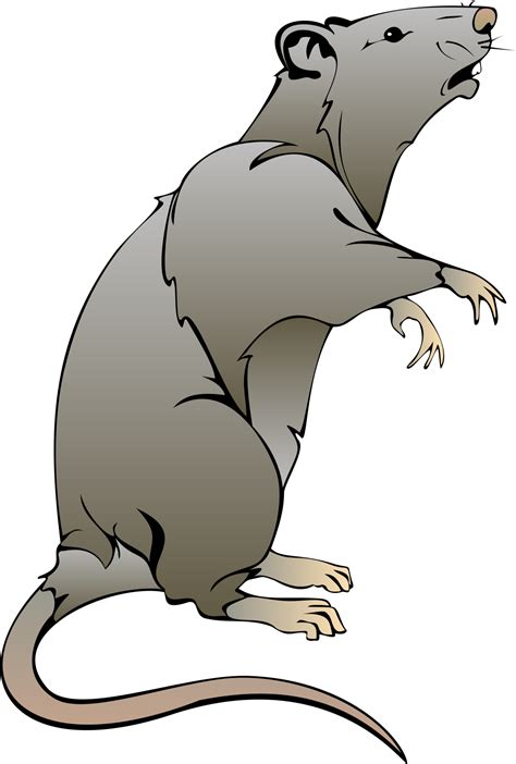 Rat Clipart Png Download Full Size Clipart 5489231 Pinclipart