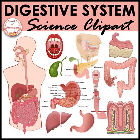 Human Digestive System Anatomy Clipart Made By Teachers
