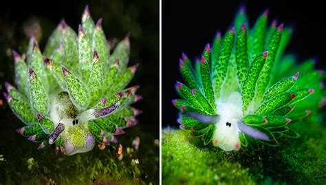 Sheep Of The Sea Are Cutest Slugs We've Ever Seen - Nature And Animals