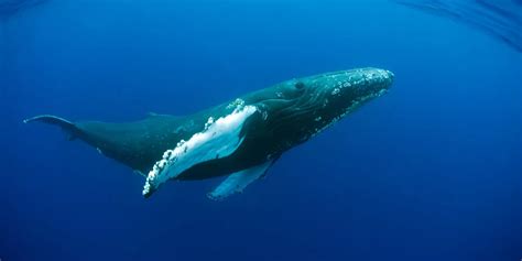 humpback whales 4k 2015 4k hd club download movies 4k