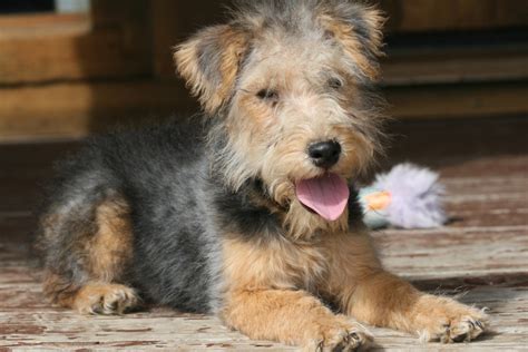 Lakeland Terrier Breed Guide - Learn about the Lakeland Terrier.