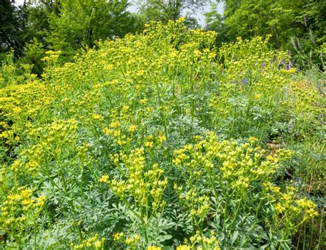 Yellow Flowers Of Ruta Graveolens Also Known As Common Rue Or Herb Of