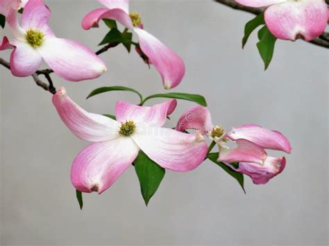 Pink Dogwood Tree Blooming With Pink Flowers Stock Photo Image Of