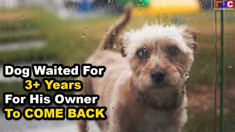 Dog Waited For More Than 3 Years For His Owner Dog Stories Tuc
