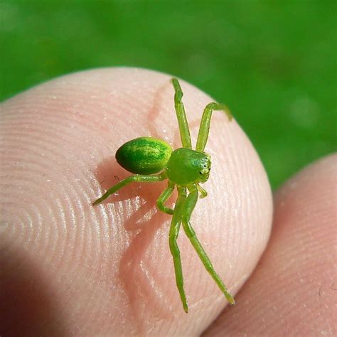 Spider bites are rarely a serious health threat, but knowing the kind of spider that bit you can help you get the right treatment. tiny green spider | Not sure what kind of spider this is ...