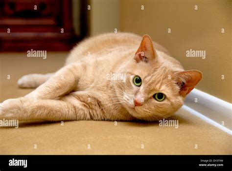 A Close Up Portrait Of An Orange Tabby Cat Lying Down On Carpeting