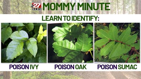 Mommy Minute Poison Ivy Prevention And Treatment Tips Abc27