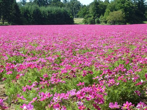 Campo De Cosmo Flores Rosa · Foto Gratuita No Pixabay