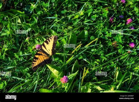 Scenic breath taking views of the Blue Ridge Mountains as one travels