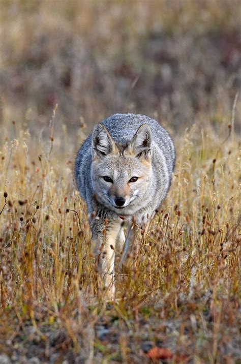 South American Grey Fox By Andrew Parker On 500px Fox Grey Fox