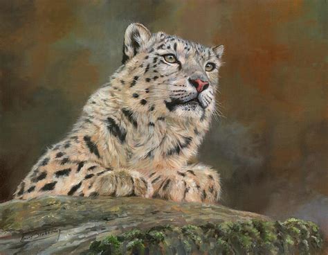Snow Leopard On Rock Painting By David Stribbling Fine Art America
