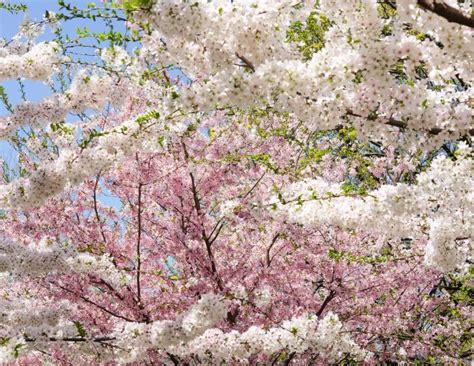 We did not find results for: Let's Explore! Where to Find Cherry Blossoms in Chicago ...