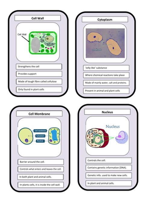 Improve your science knowledge with free questions in identify functions of plant cell parts and thousands of other science skills. Cells KS3 SOW by flaffey - Teaching Resources - TES