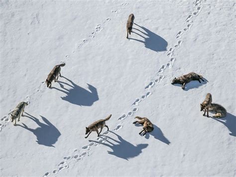 A Pack Of Wolves In Yellowstone National Park Photographed By Ronan