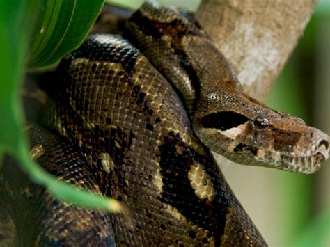 Yellow Python Snake Size Venomous Snakes Of The Everglades Captain