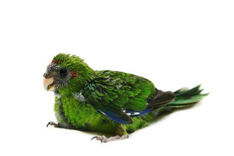 Parrot Lifecycle Parrot Biology Parrots Guide Omlet Us
