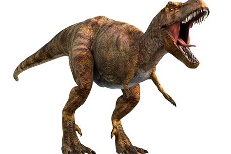 Scientists Find First Evidence Of Huge T Rex Style Dinosaur In Australia