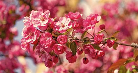 Spring Flowers Pink Sakura Flower On Blooming Spring Tree Stock Image