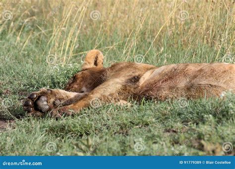 Napping Lion Stock Image Image Of Kenya Africa Bean 91779389