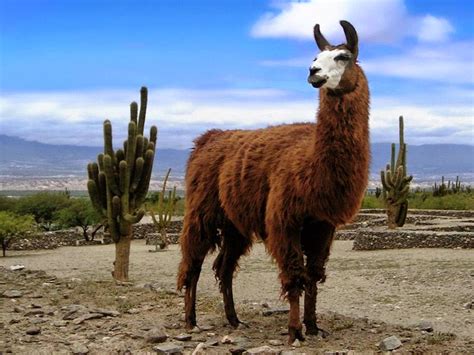 Imagenes Ethel Imagenes De Flora Y Fauna De La Sierra Peruana Y