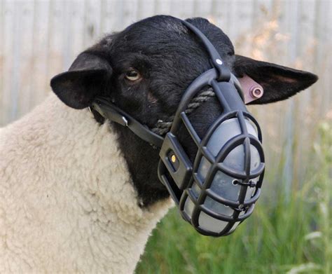 Plastic Sheep Muzzle Weaver Livestock Halters Leads Show Sheep